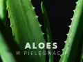 Zielone liście aloesu, idealne do pielęgnacji twarzy.