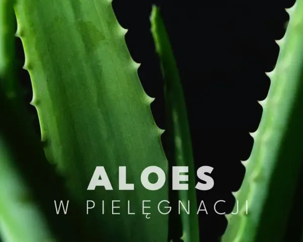 Zielone liście aloesu, idealne do pielęgnacji twarzy.