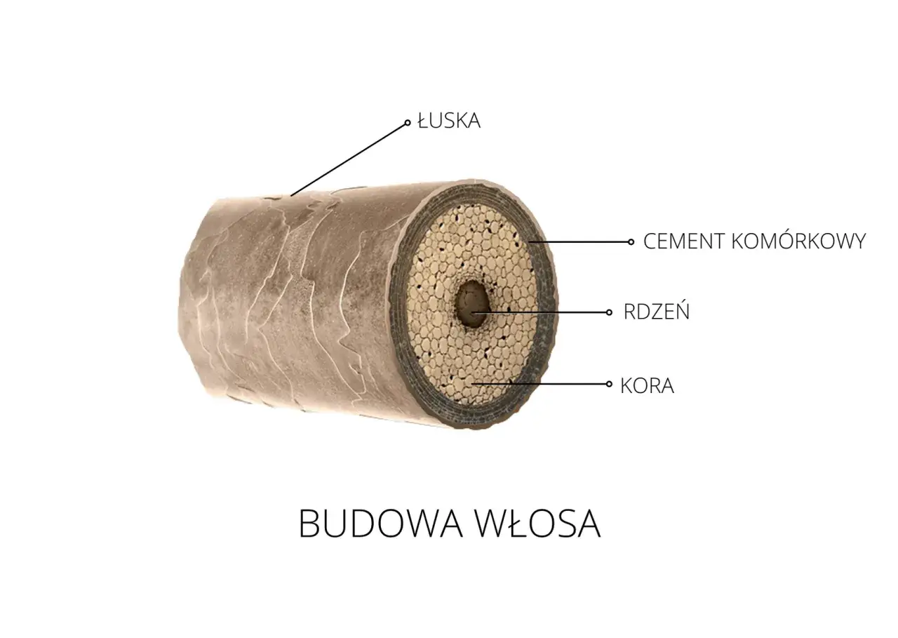 Przekrój włosa ukazujący łuskę, cement komórkowy, rdzeń i korę. Zrozumienie porowatości włosów jest kluczowe dla ich pielęgnacji.